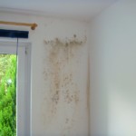 Mischformen von Schimmelpilz - Bild 1