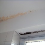 Mischformen von Schimmelpilz - Bild 2