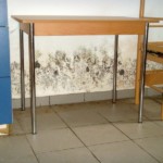 Mischformen von Schimmelpilz - Bild 3