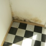 Mischformen von Schimmelpilz - Bild 4