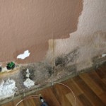 Mischformen von Schimmelpilz - Bild 5