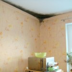 Pilzbefall flächig ausgeprägt - Bild 1