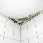 Pilzbefall flächig ausgeprägt - Bild 2