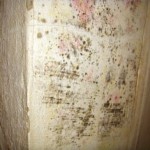 Pilzbefall flächig ausgeprägt - Bild 3