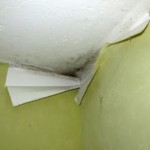 Pilzbefall flächig ausgeprägt - Bild 4