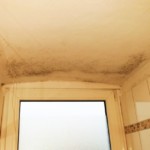 Pilzbefall flächig ausgeprägt - Bild 5