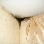 Pilzbefall fleckig ausgeprägt - Bild 2