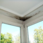 Pilzbefall fleckig ausgeprägt - Bild 3