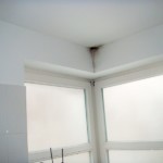 Pilzbefall fleckig ausgeprägt - Bild 4