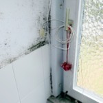 Pilzbefall fleckig ausgeprägt - Bild 5