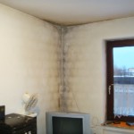 Pilzbefall großflächig ausgeprägt - Bild 2