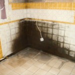 Pilzbefall großflächig ausgeprägt - Bild 3