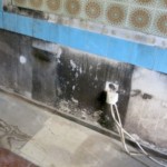 Pilzbefall großflächig ausgeprägt - Bild 5