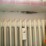 Pilzbefall linear ausgeprägt - Bild 2