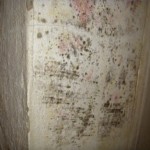 Putz stark bewachsen - Bild 2