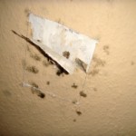 Putz wenig bewachsen - Bild 1