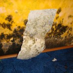 Putz wenig bewachsen - Bild 2