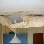 Putz wenig bewachsen - Bild 4