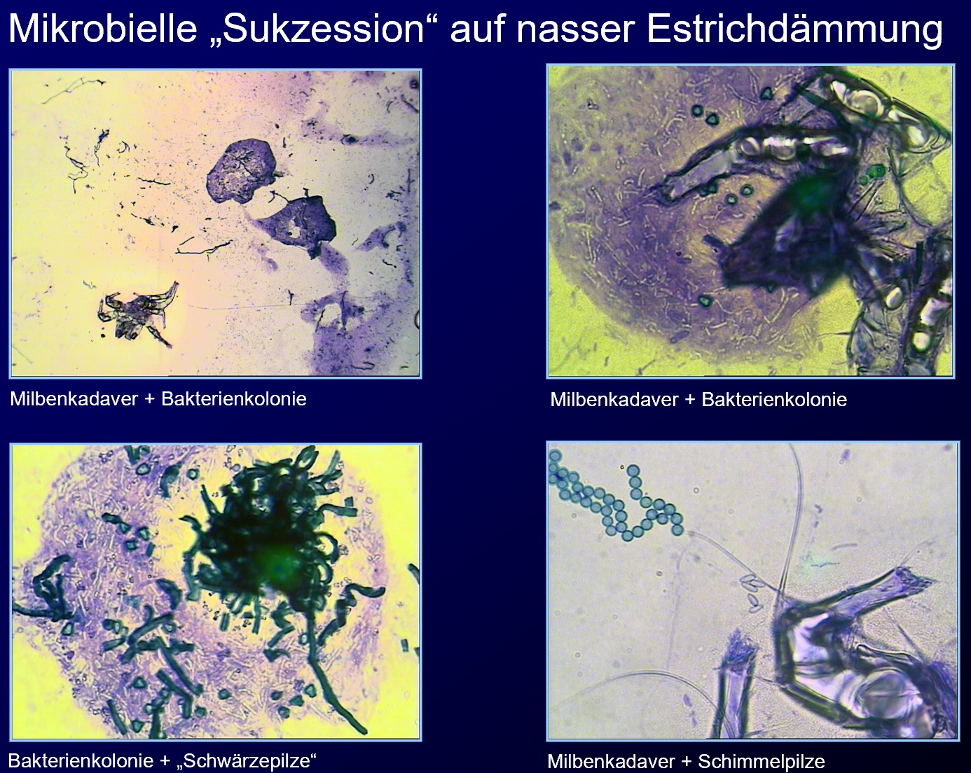 Wasserschaden und Bakterien