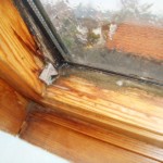 Pilzbefall an Fugen und Dichtungen - Bild 2