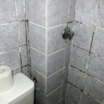 Pilzbefall an Fugen und Dichtungen - Bild 4