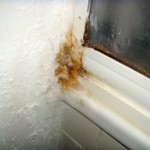 Pilzbefall an Fugen und Dichtungen - Bild 5