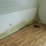 Pilzbefall groß bunt - Bild 1