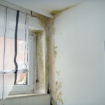 Pilzbefall groß bunt - Bild 3