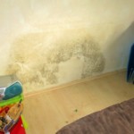 Pilzbefall groß bunt - Bild 4