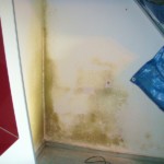 Pilzbefall groß bunt - Bild 5