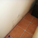 Pilzbefall kleinflächig bunt - Bild 3