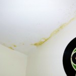 Pilzbefall kleinflächig bunt - Bild 4