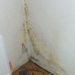 Pilzbefall mittelgroß bunt - Bild 1