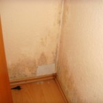 Pilzbefall mittelgroß bunt - Bild 2