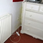 Pilzbefall mittelgroß bunt - Bild 3