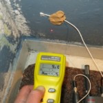 Pilzbefall mittelgroß bunt - Bild 4