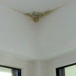 Pilzbefall mittelgroß bunt - Bild 5