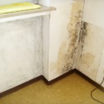 Verdeckt wachsend - Bild 1