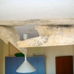 Verdeckt wachsend - Bild 2