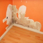 Verdeckt wachsend - Bild 3