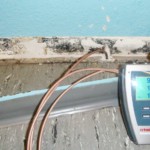 Verdeckt wachsend - Bild 4