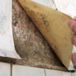 Verdeckt wachsend - Bild 5