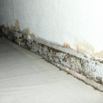 Tief schwarz gefärbte Pilzkolonien - Bild 1