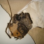 Tief schwarz gefärbte Pilzkolonien - Bild 4