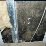 Tief schwarz gefärbte Pilzkolonien - Bild 5